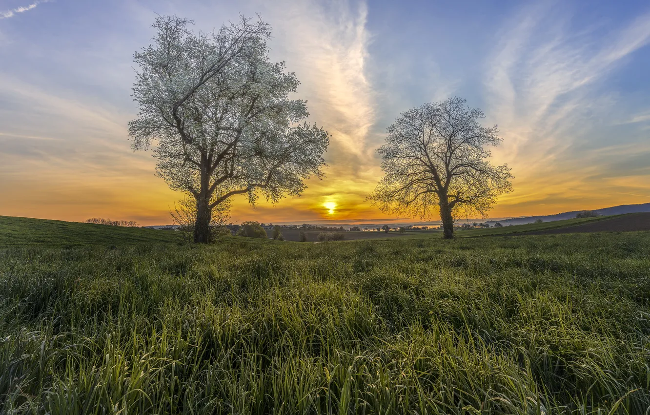 Photo wallpaper trees, field, sunset