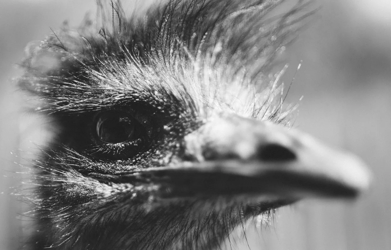 Photo wallpaper eyes, bird, head, beak, black and white, ostrich