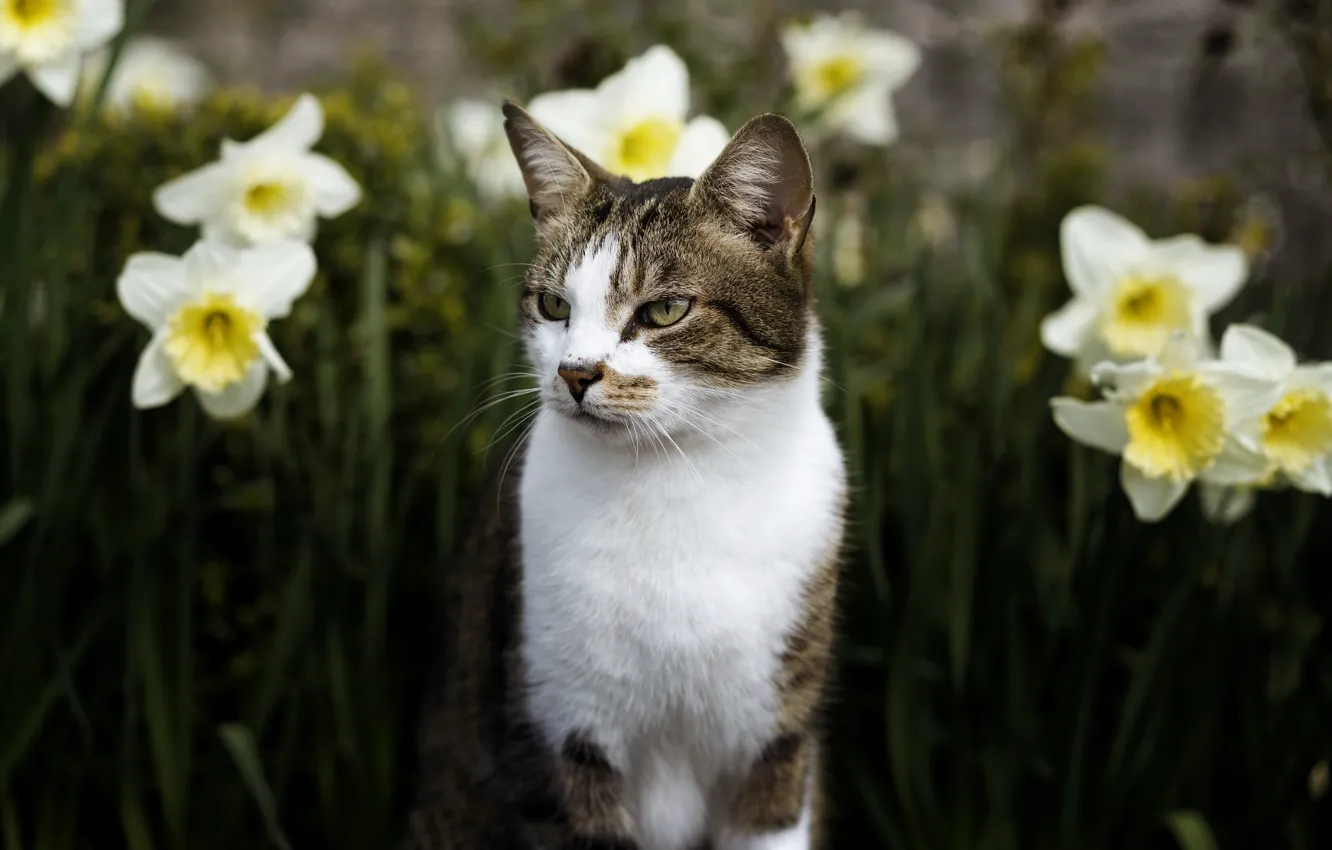 Photo wallpaper cat, eyes, cat, look, face, flowers, nature, background