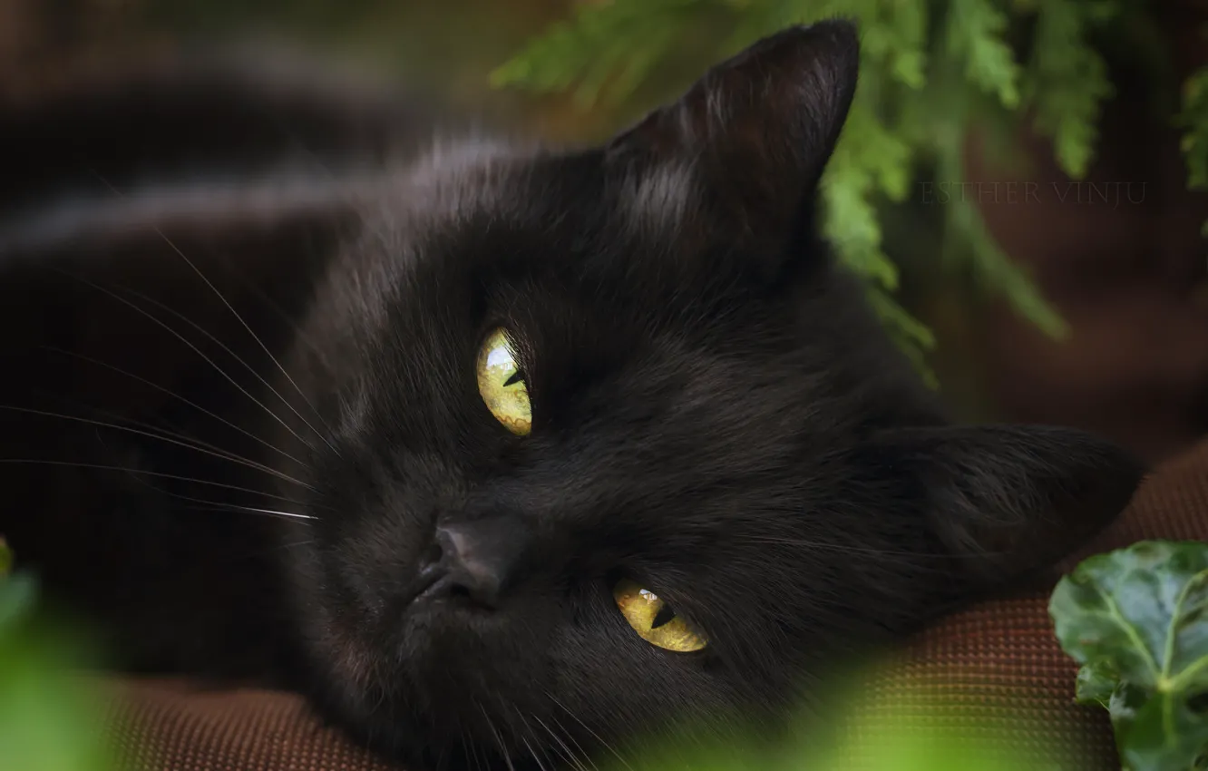 Photo wallpaper cat, look, black