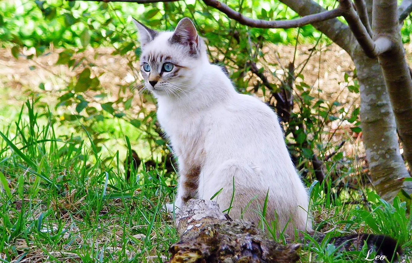 Photo wallpaper cat, white, grass, trees, branches, Leo Margareto