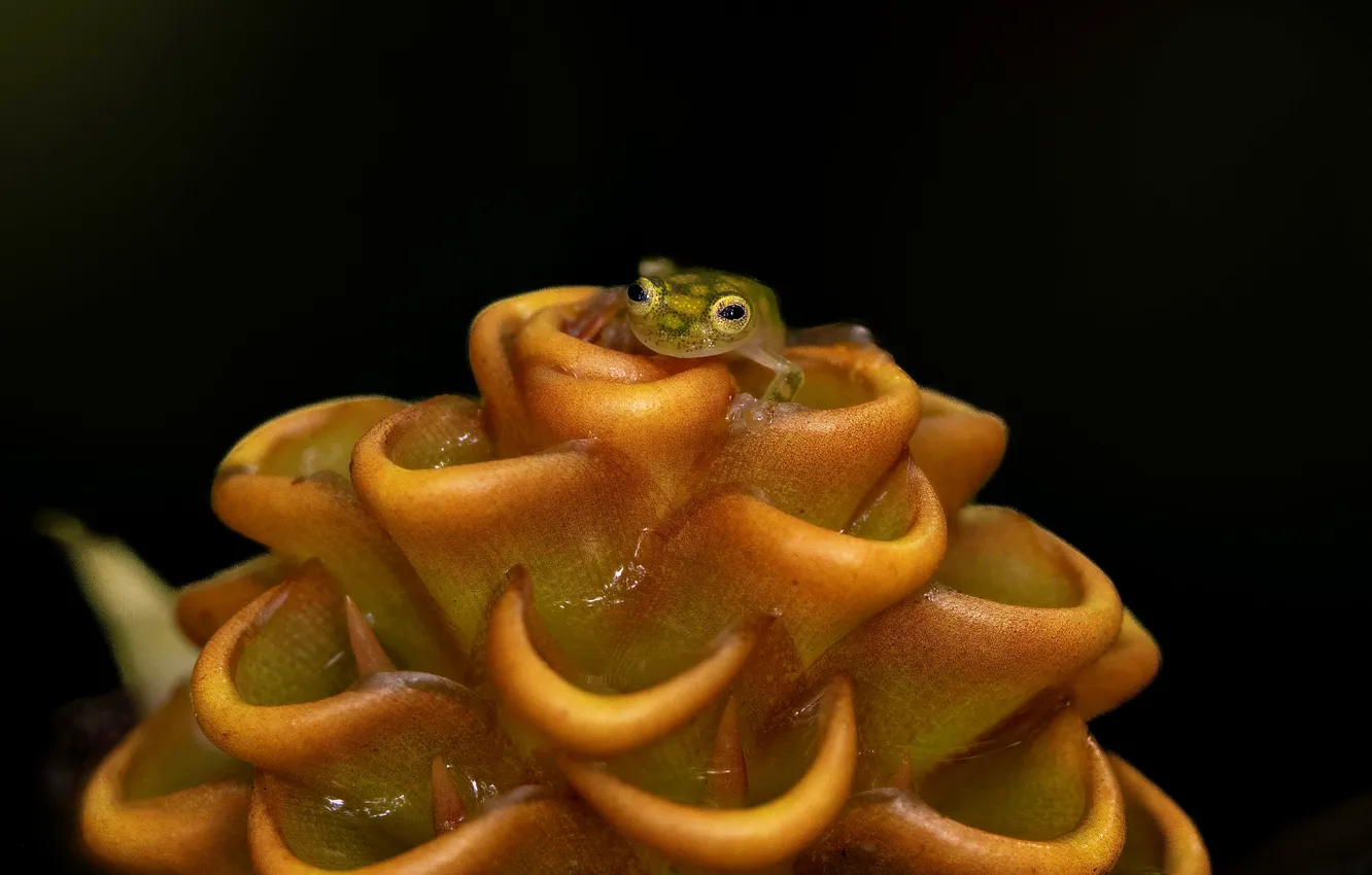Photo wallpaper frog, macro, black background, plant