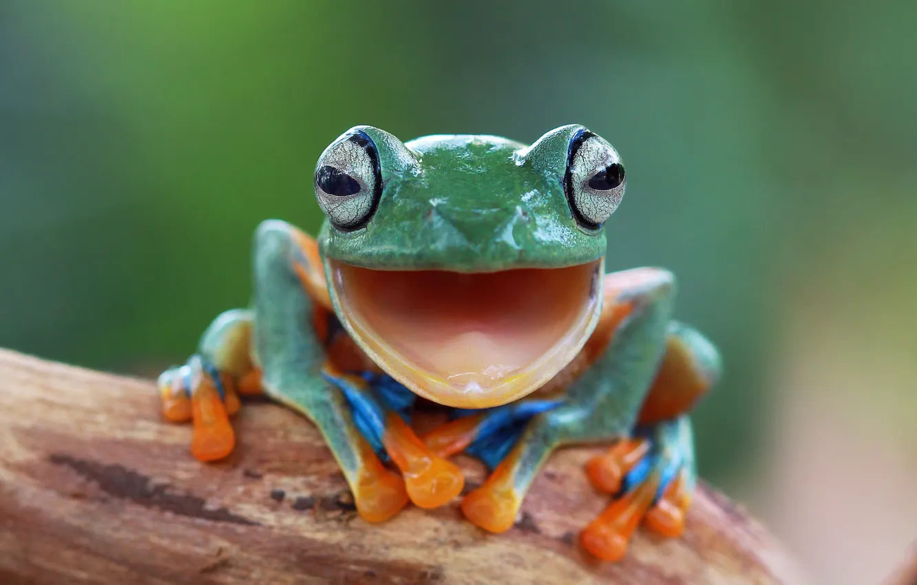 Photo wallpaper eyes, nature, background, frog, legs, blur, green, animals