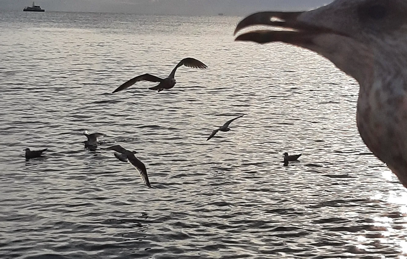 Photo wallpaper Sea, birds, Gulls, Currants