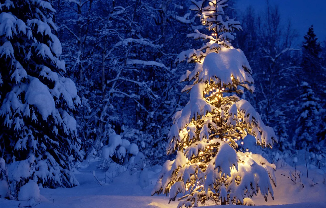 Photo wallpaper winter, forest, snow, tree, new year
