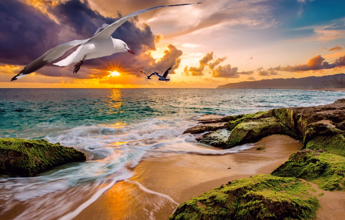 Photo wallpaper the sky, the ocean, shore, seagulls, the evening