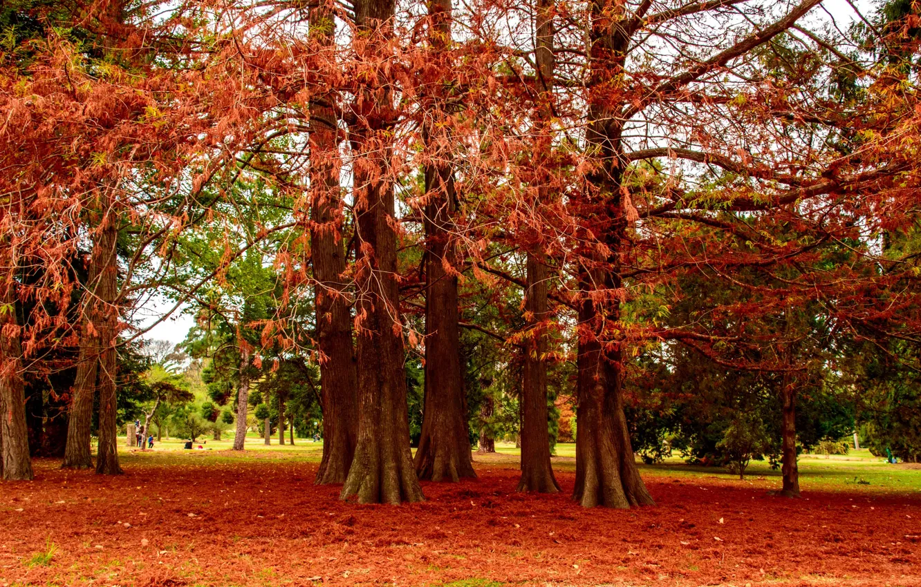 Photo wallpaper autumn, trees, branches, Park