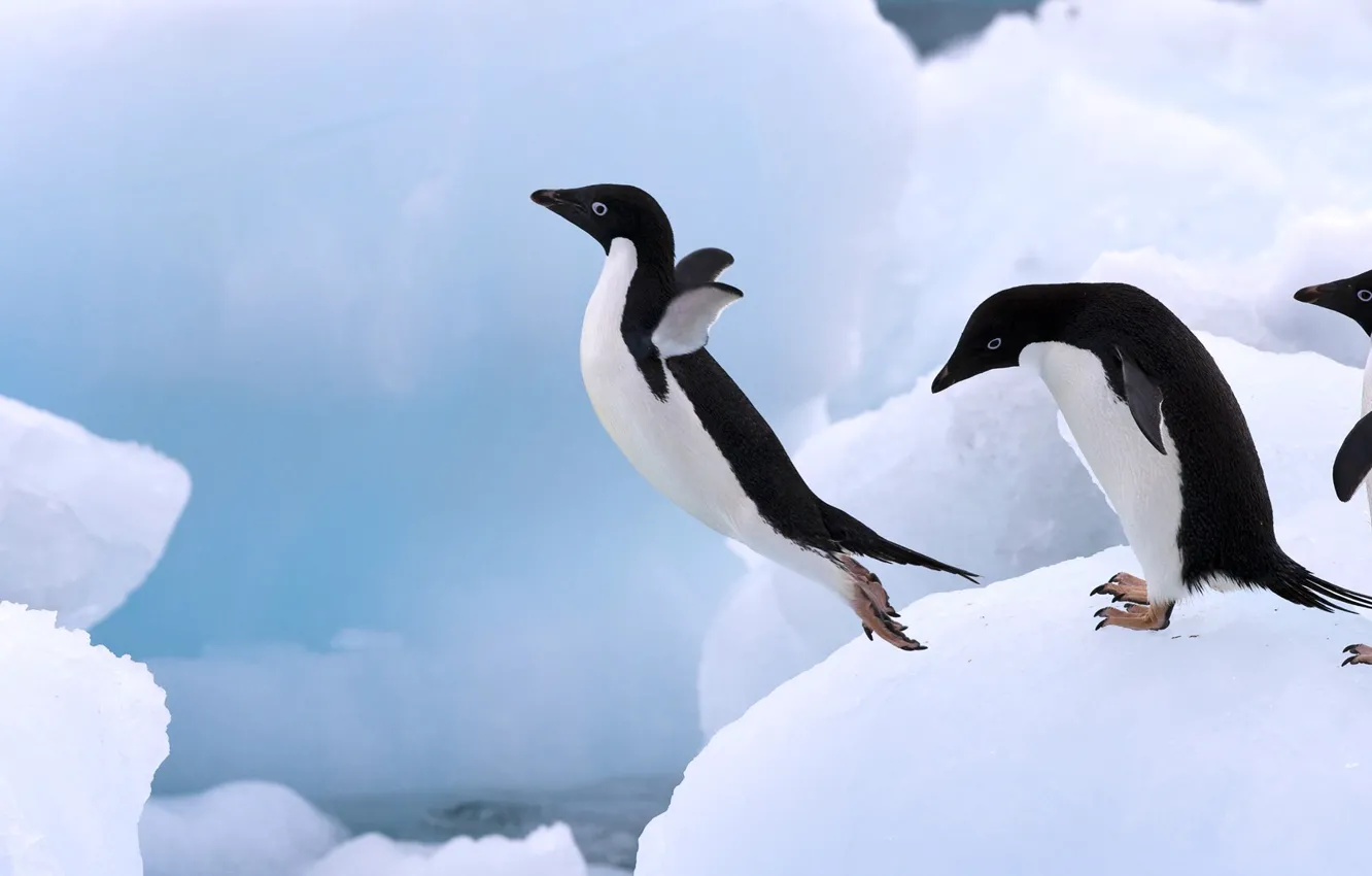 Photo wallpaper ice, jump, penguin