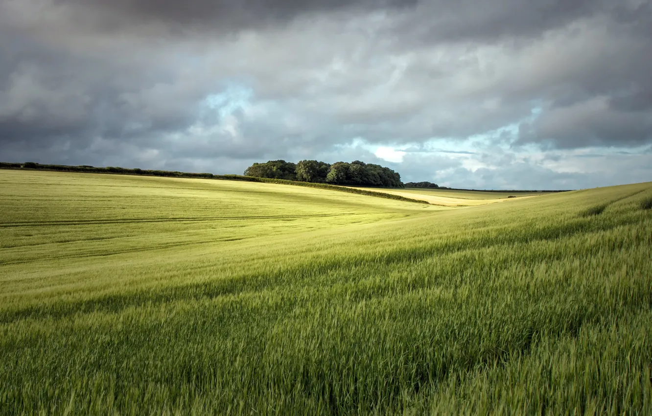 Photo wallpaper field, summer, the sky