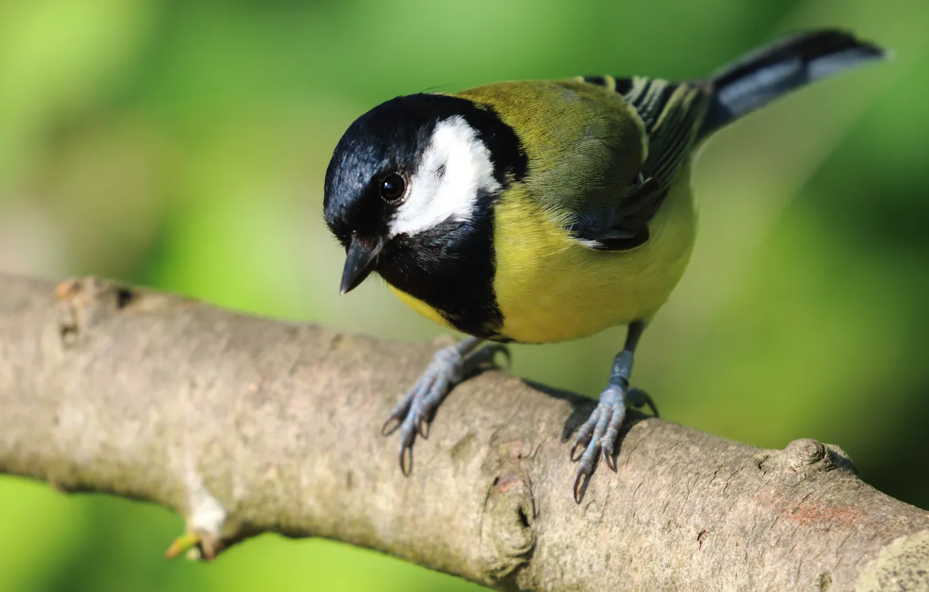 Photo wallpaper branches, background, bird, tit