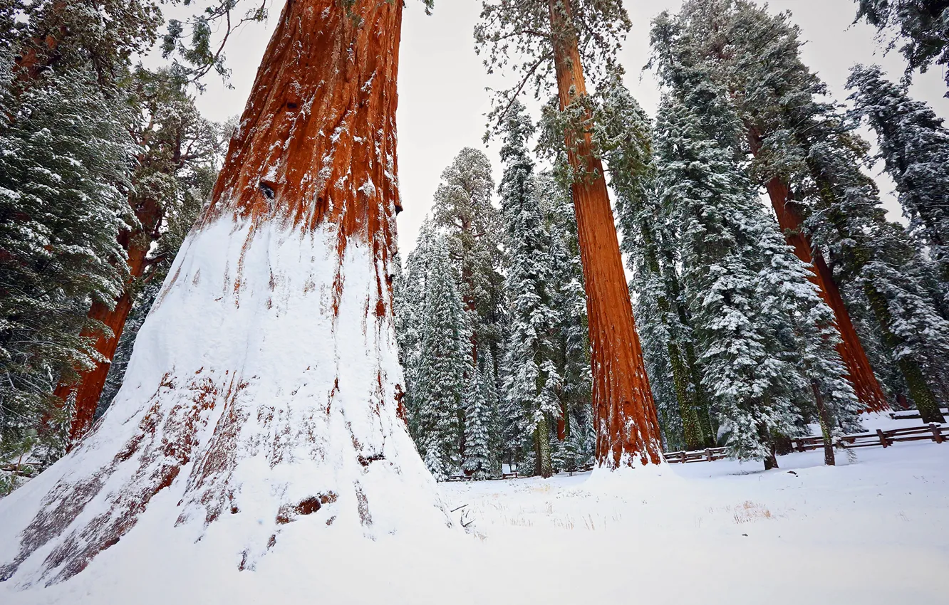 Photo wallpaper forest, winter, snow, tree, sequoia, redwood