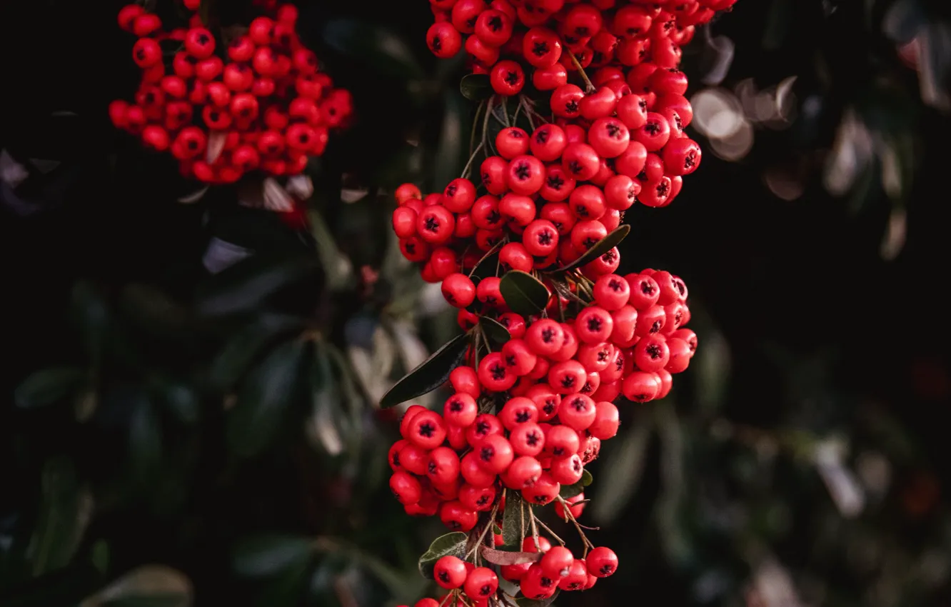 Photo wallpaper leaves, berries, red, Rowan, bunches