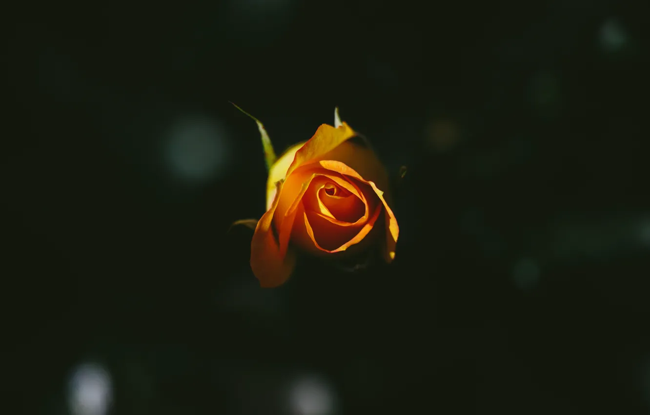 Photo wallpaper flower, rose, yellow, petals