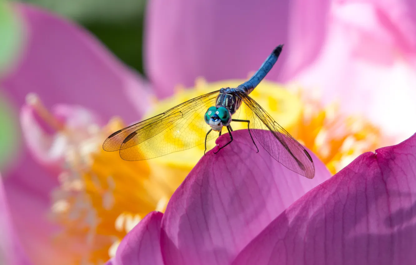 Photo wallpaper flower, macro, pink, blur, dragonfly, petals, Lotus, insect
