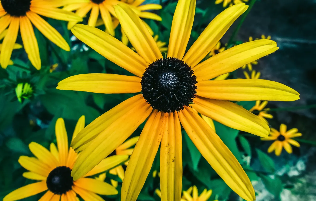 Photo wallpaper flowers, yellow, Logins, Susan