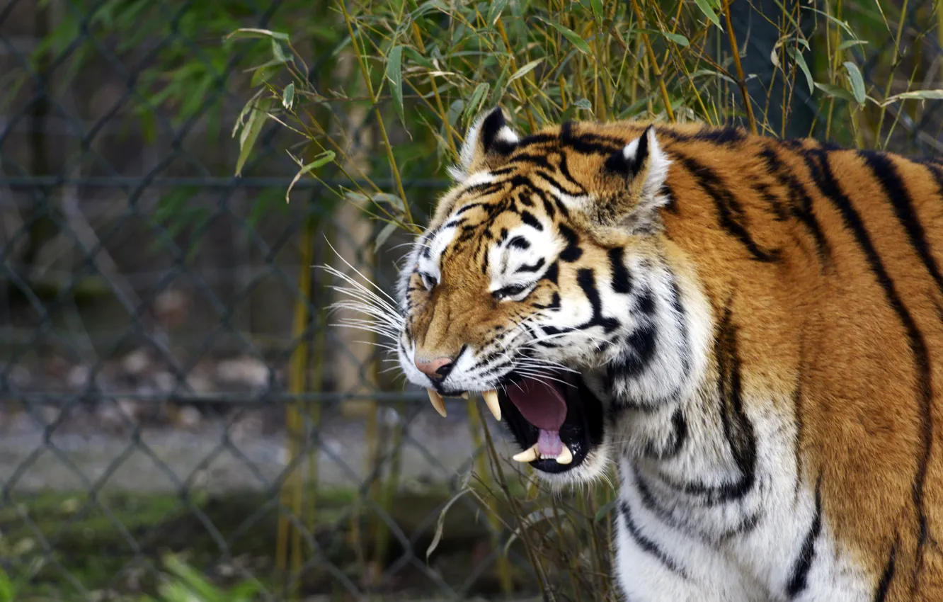 Photo wallpaper cat, face, tiger, mouth, fangs, yawns, Amur