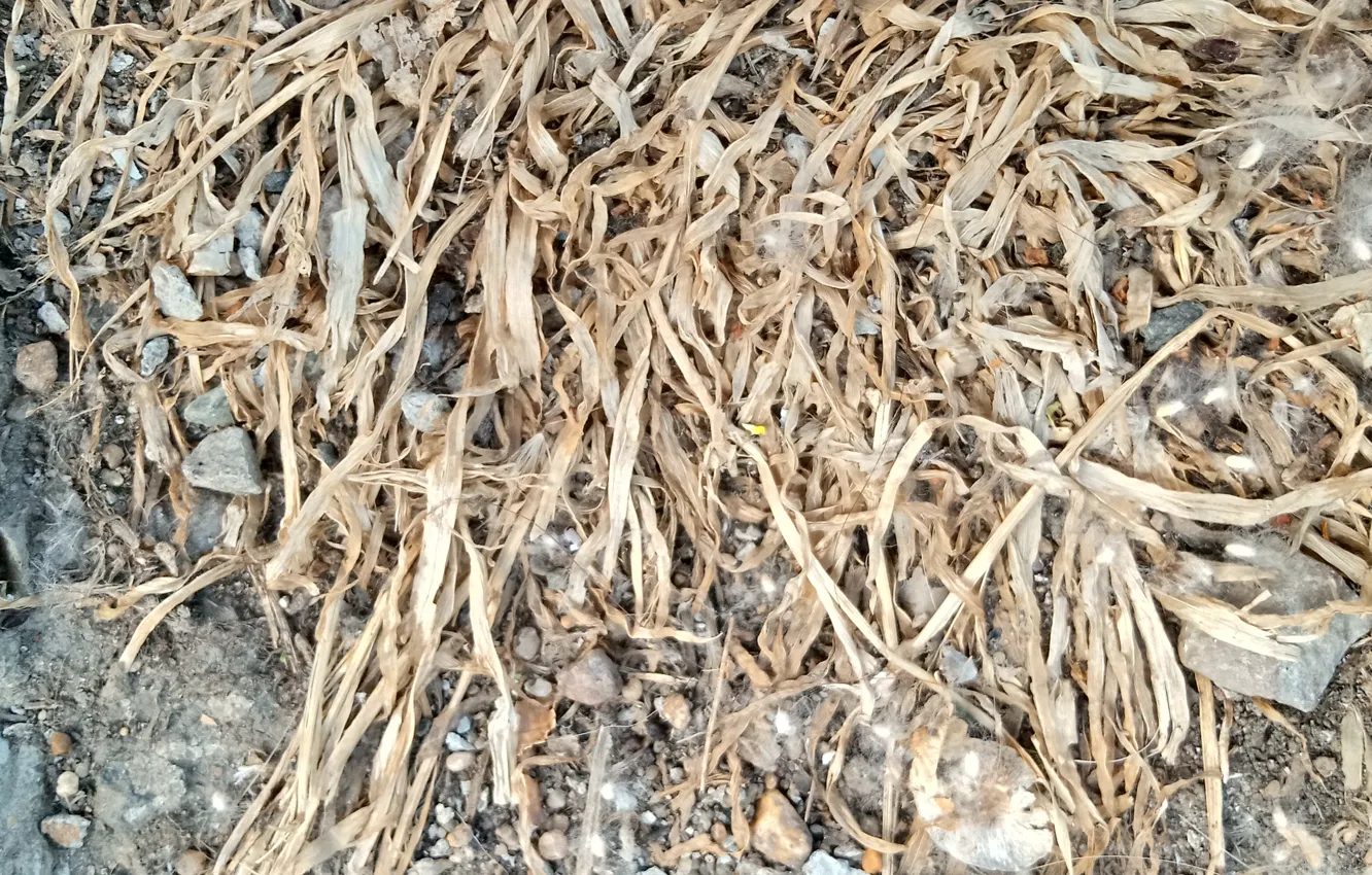 Photo wallpaper dry grass, natural, grass