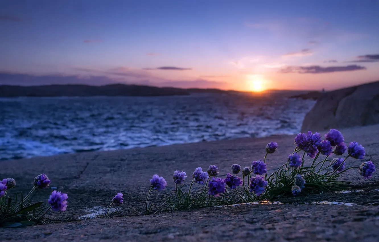 Photo wallpaper sea, flowers, shore, morning
