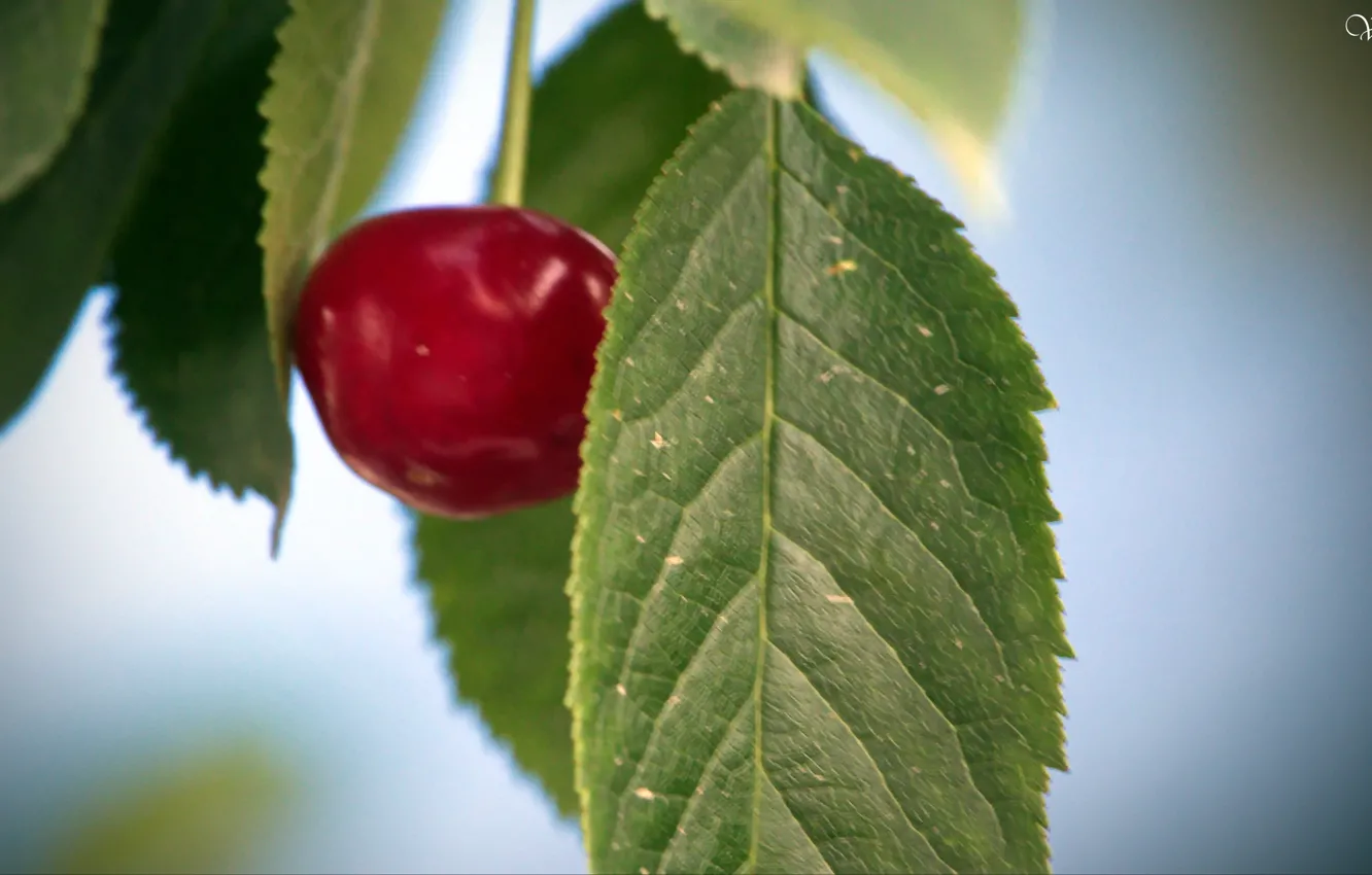 Photo wallpaper cherry, beautiful, For the soul