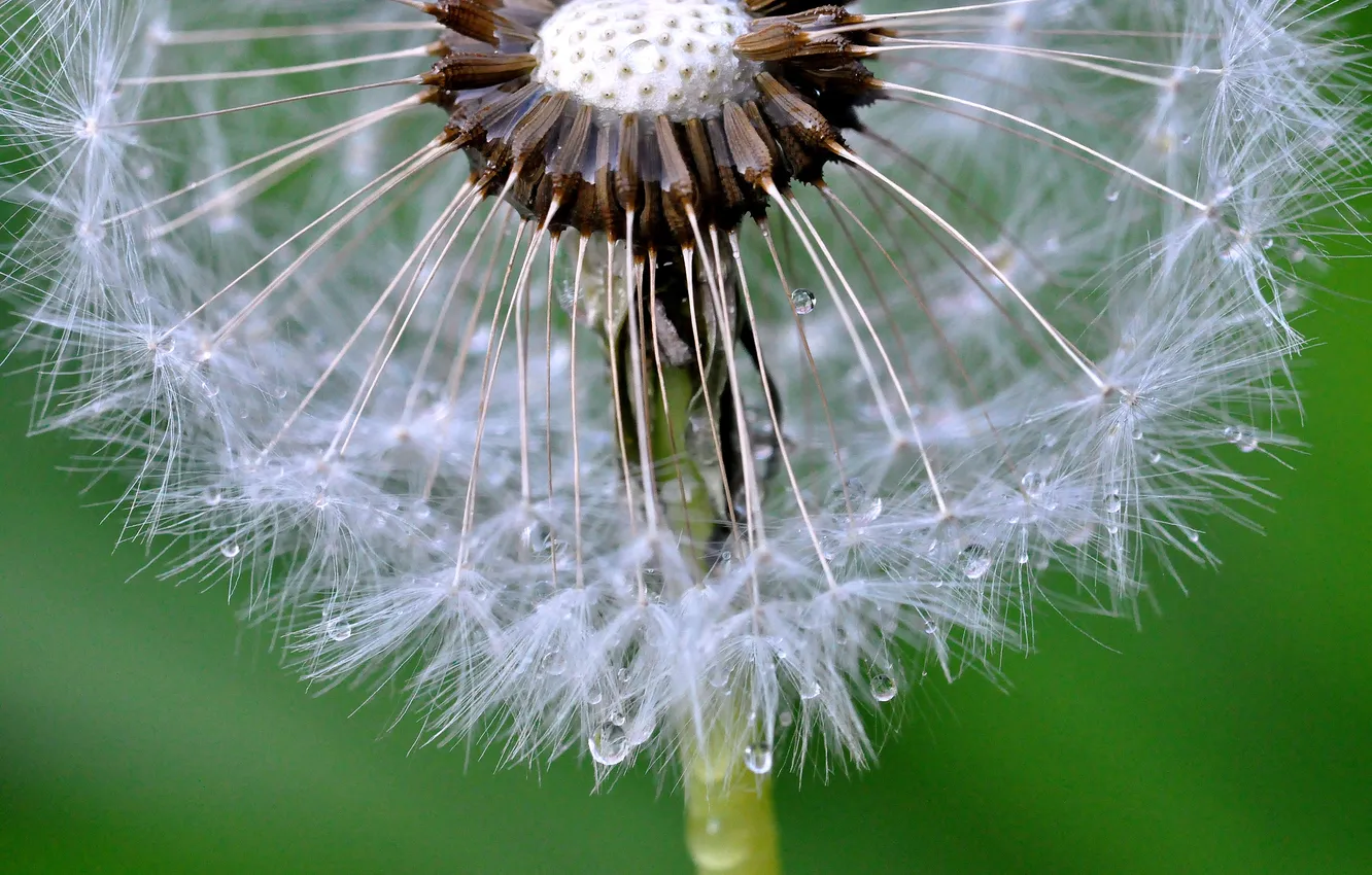 Photo wallpaper water, drops, flowers, Rosa, dandelion, blade of grass