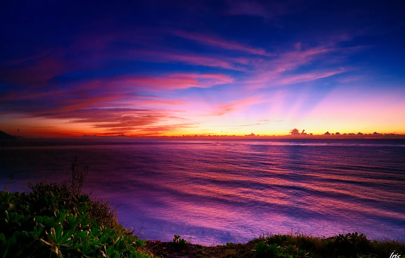 Photo wallpaper sea, leaves, clouds, sunset, shore, mangrove