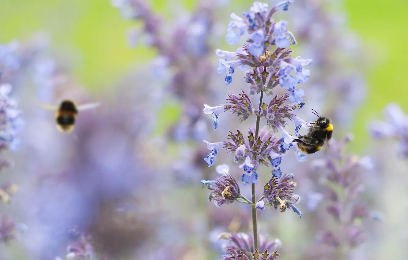 Photo wallpaper flowers, insect, bumblebee, rasteenie