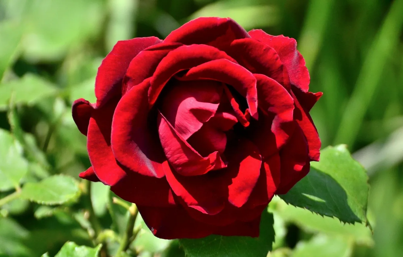 Photo wallpaper macro, roses, petals, buds