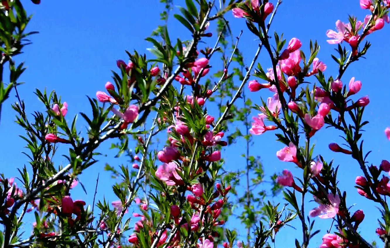 Photo wallpaper the sky, flowers, spring, barberry