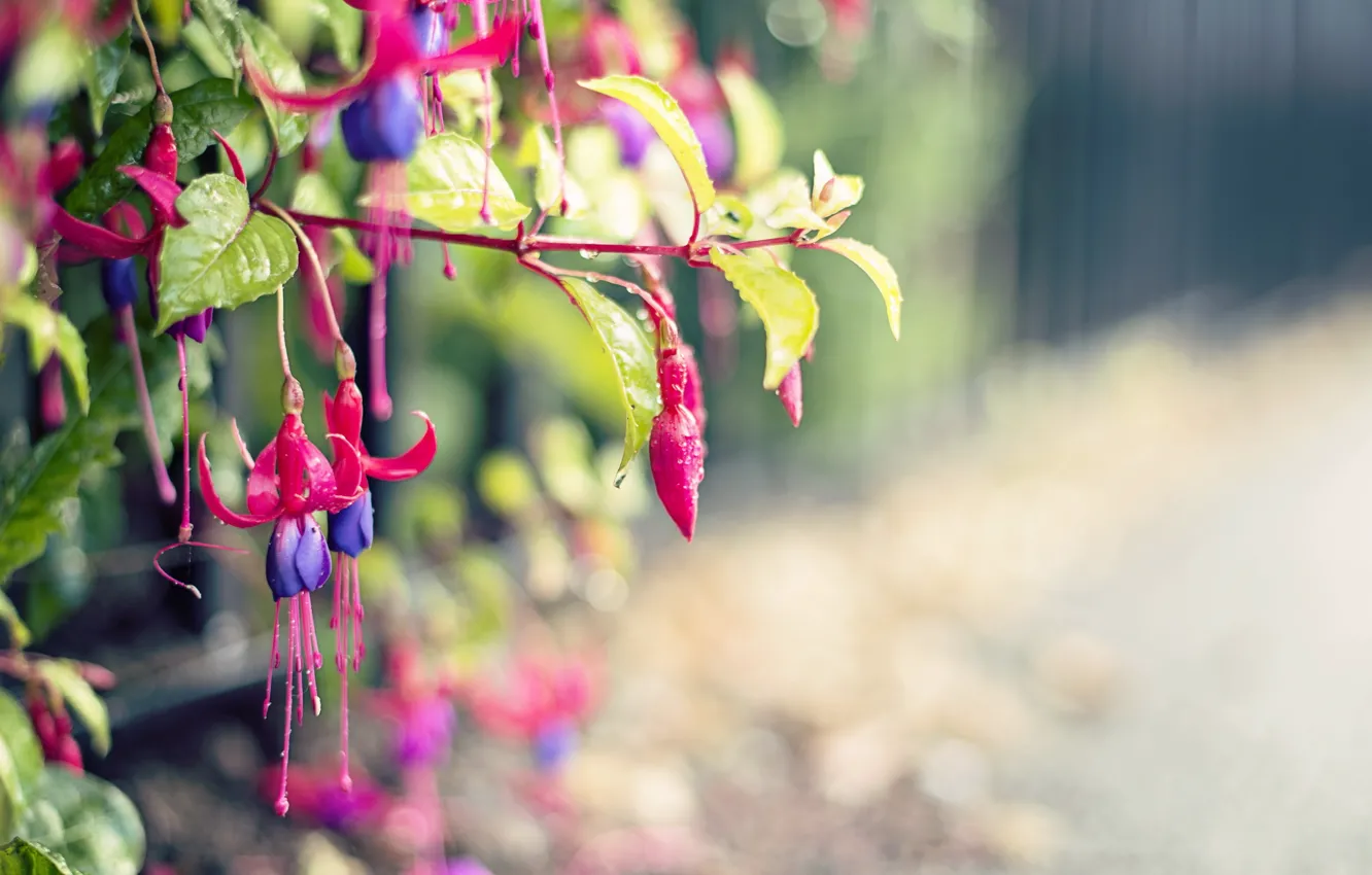 Photo wallpaper macro, flowers, street