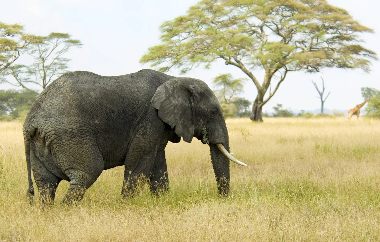 Photo wallpaper nature, animal, elephant--