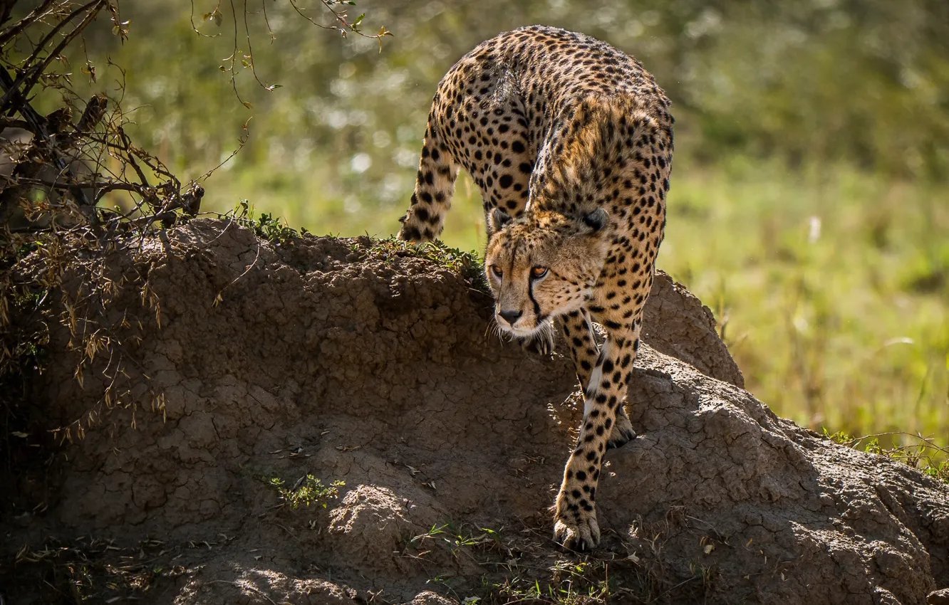 Photo wallpaper predator, Cheetah, wild cat