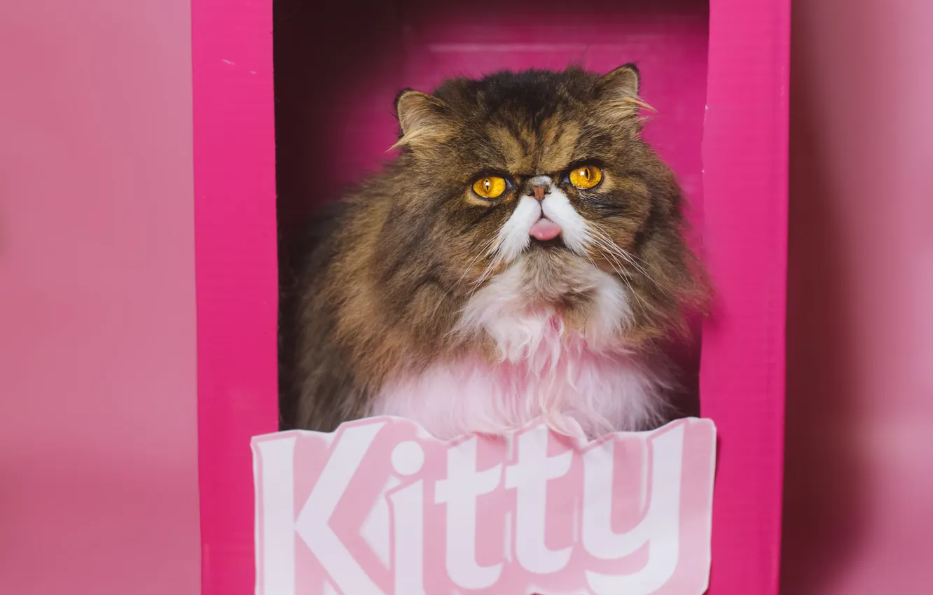 Photo wallpaper language, cat, cat, look, pose, box, the inscription, fluffy