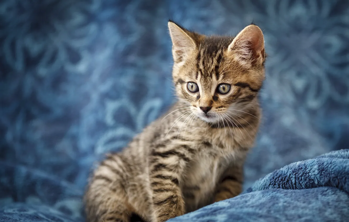 Photo wallpaper cat, look, kitty, grey, baby, muzzle, kitty, striped