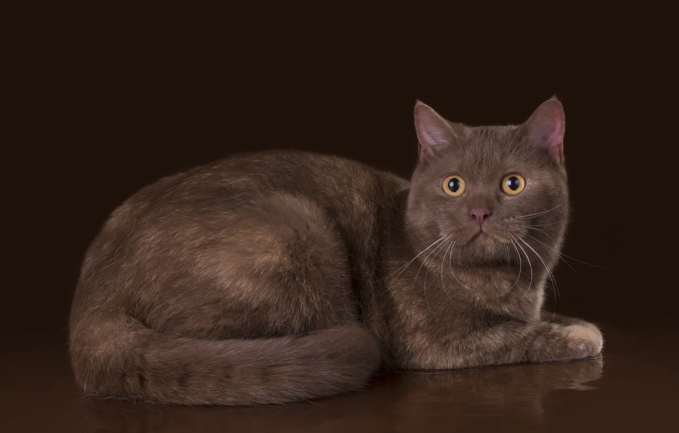 Photo wallpaper cat, wool, British, handsome
