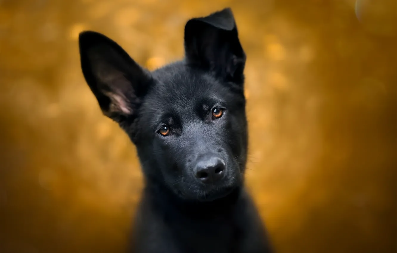 Photo wallpaper look, background, dog, puppy, ears, face, German shepherd