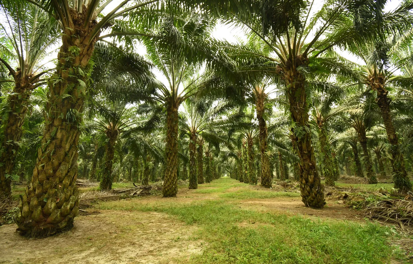 Photo wallpaper tree, scenery, plant, palm tree, plantation, RAW, Organic, palm oil