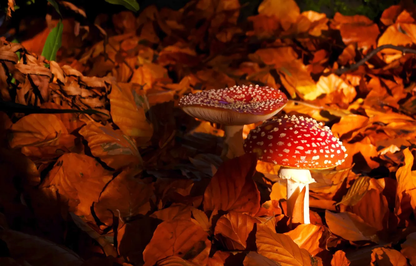 Photo wallpaper autumn, leaves, mushroom, Gib, fungus