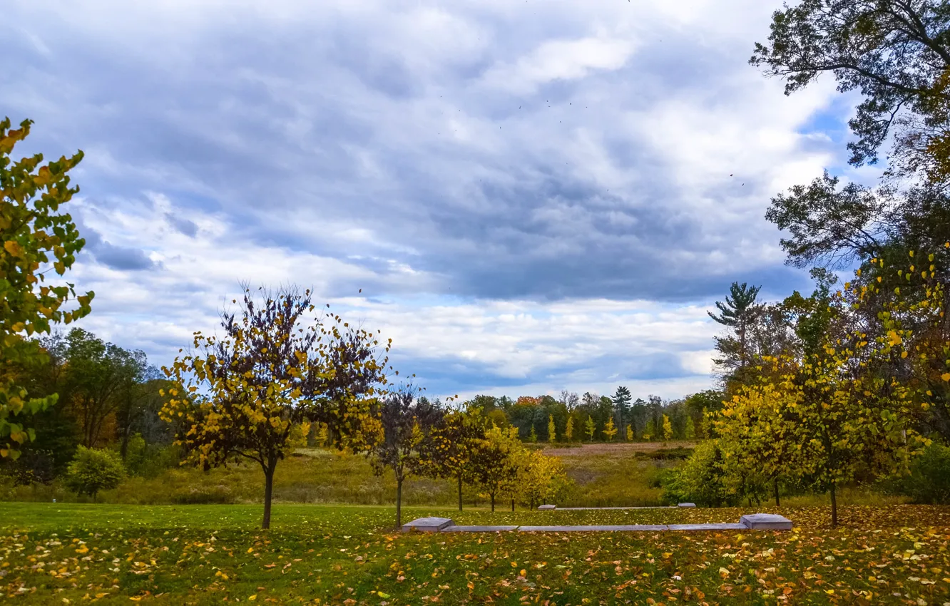 Photo wallpaper field, autumn, the sky, leaves, trees, nature, trees, nature