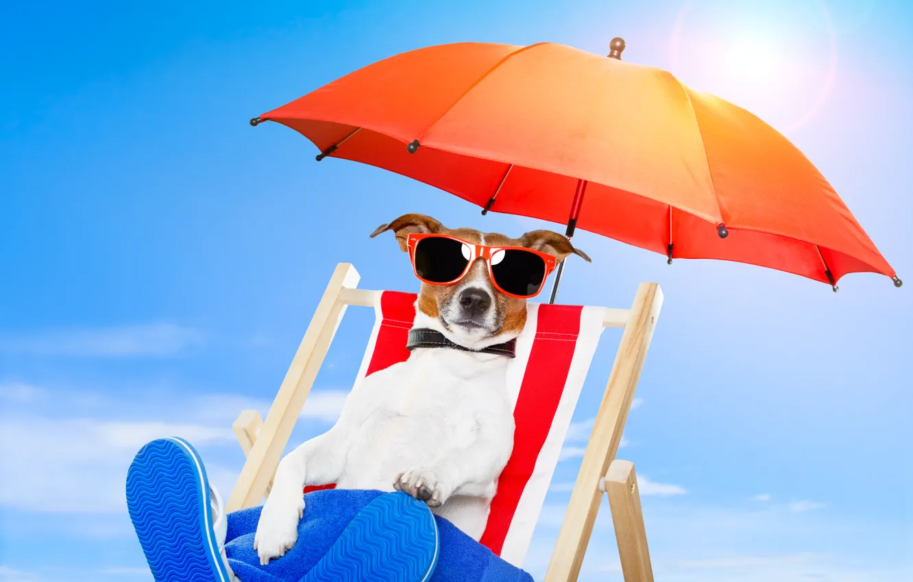 Photo wallpaper nature, dog, umbrella, glasses, chair, nature, dog, chair