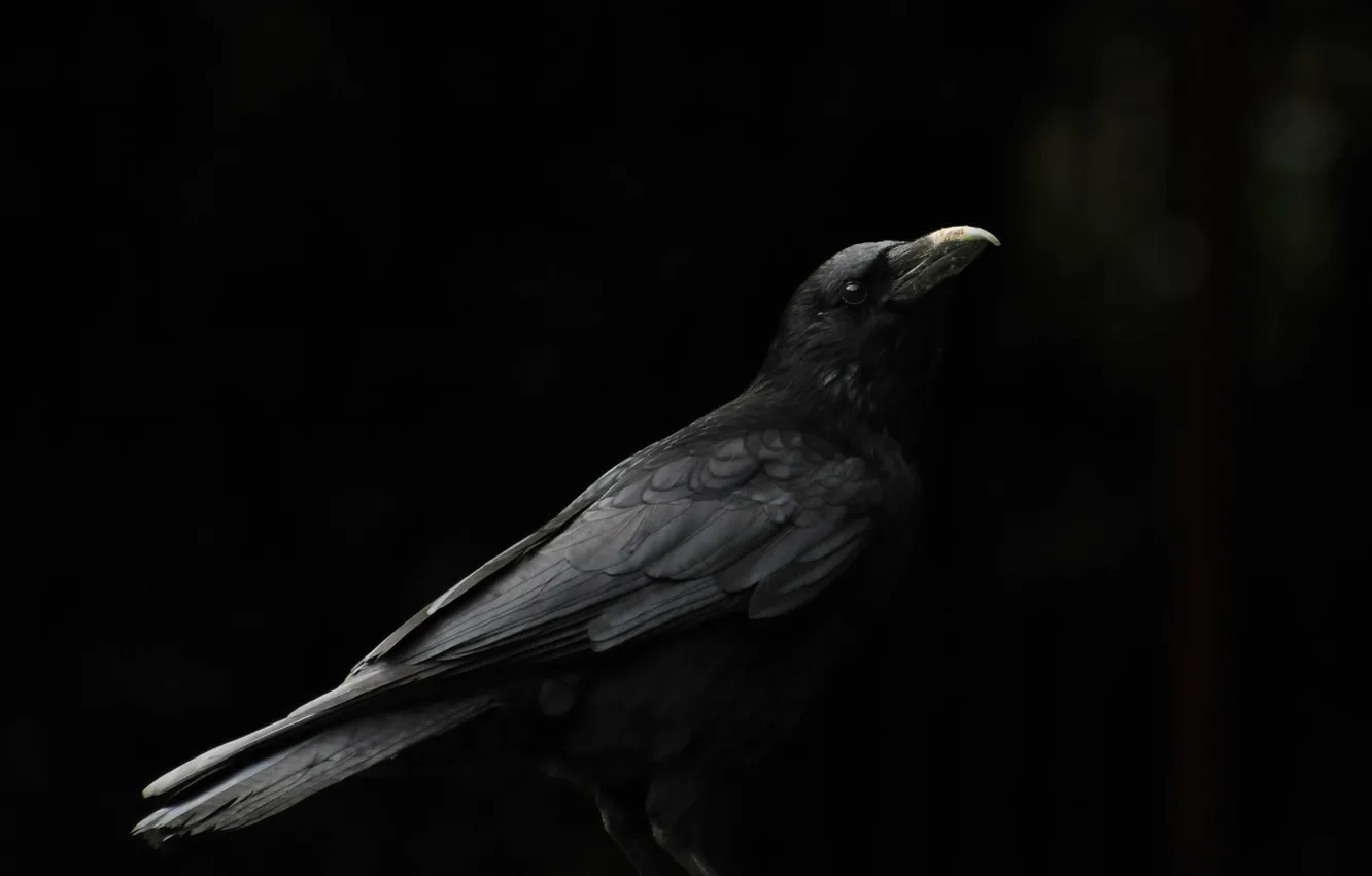 Photo wallpaper background, bird, beak, Raven