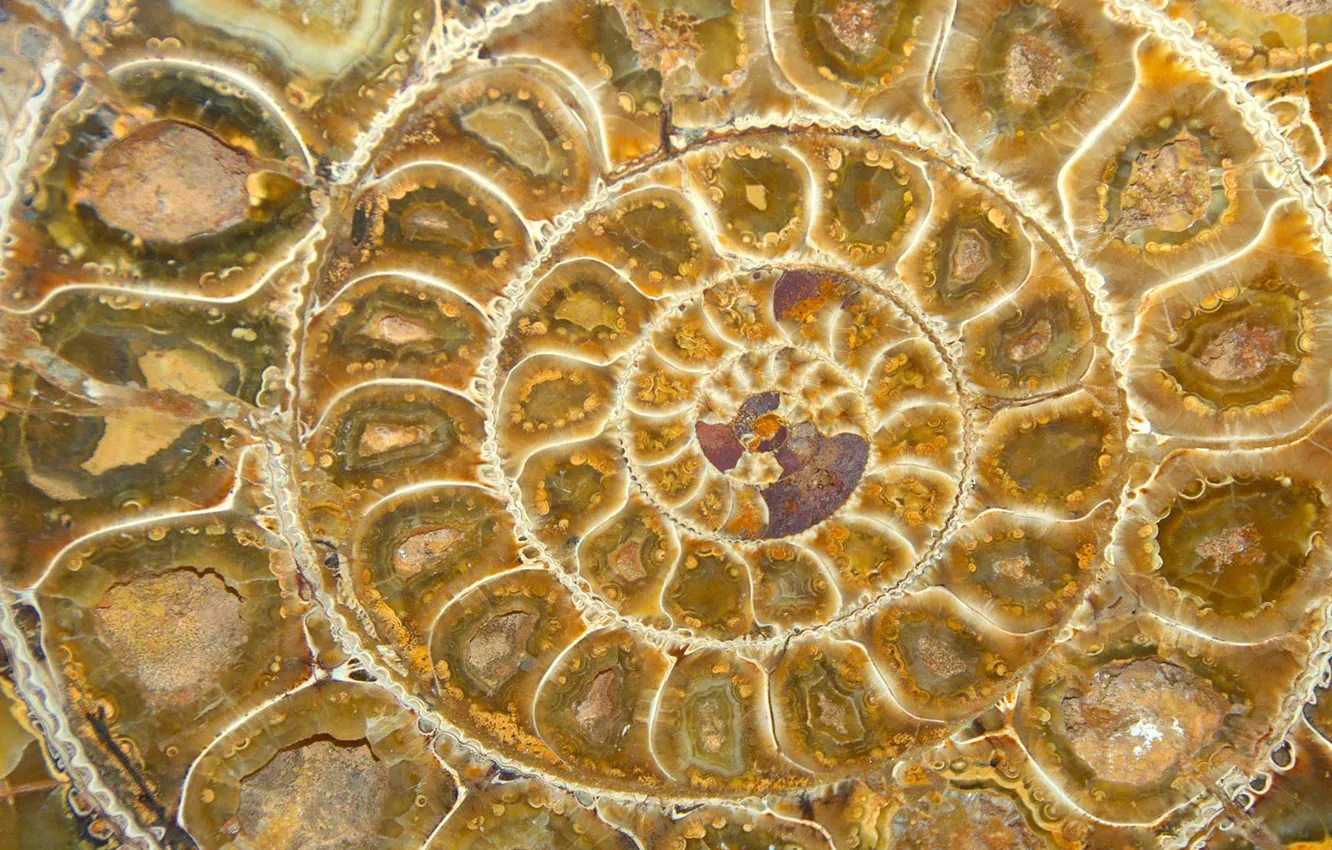 Photo wallpaper spiral, sink, fossil, Ammonite
