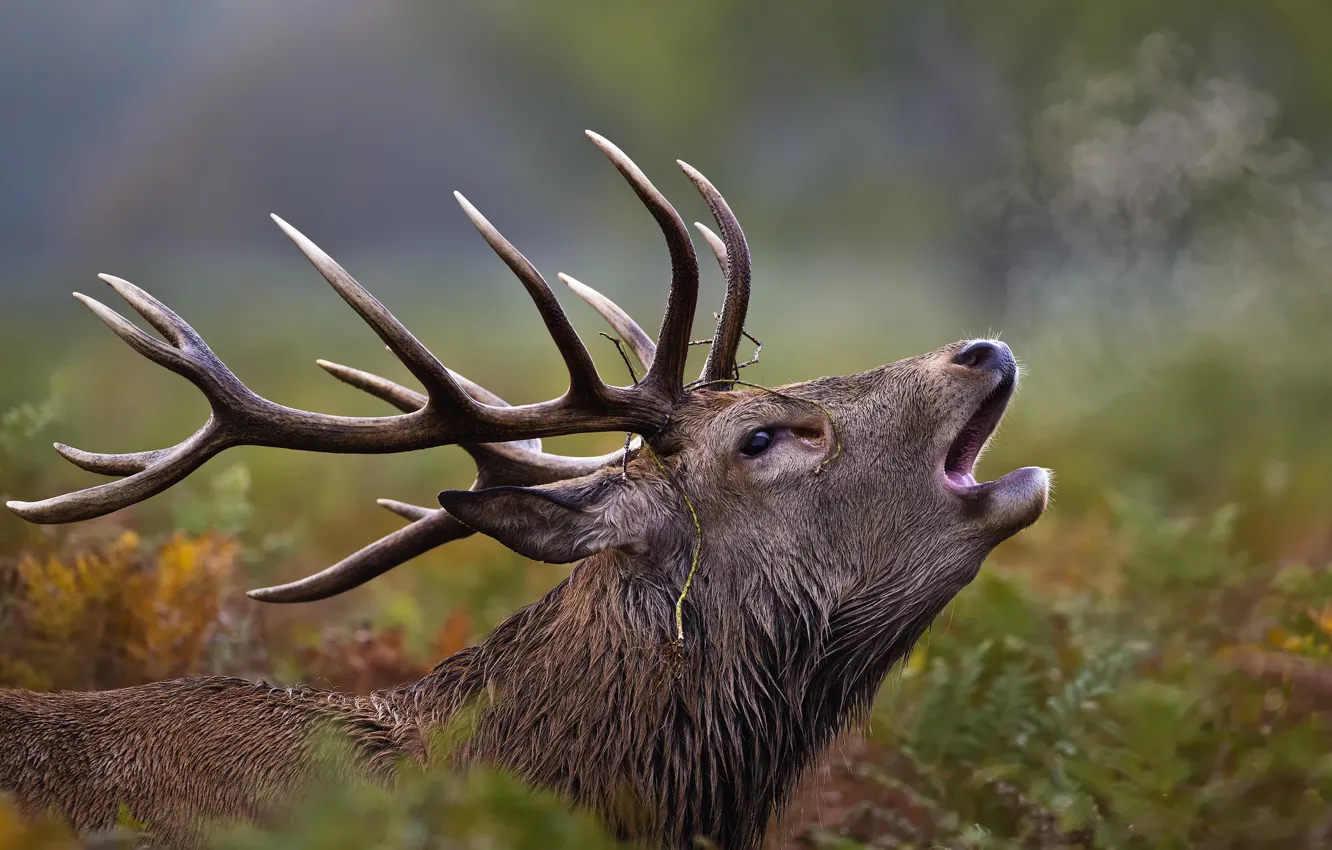 Photo wallpaper nature, deer, horns, roar