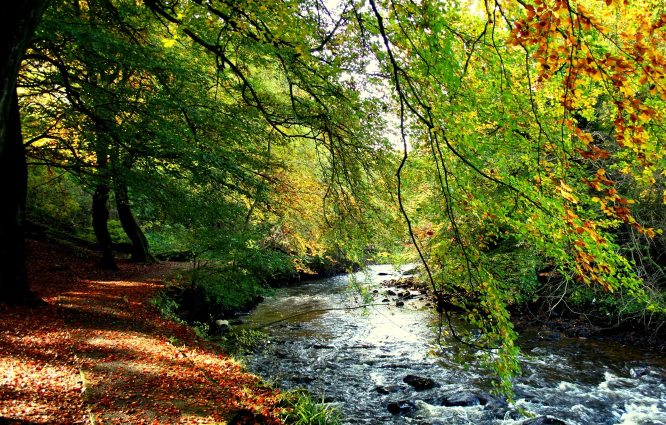 Photo wallpaper autumn, forest, trees, stream, shore, foliage