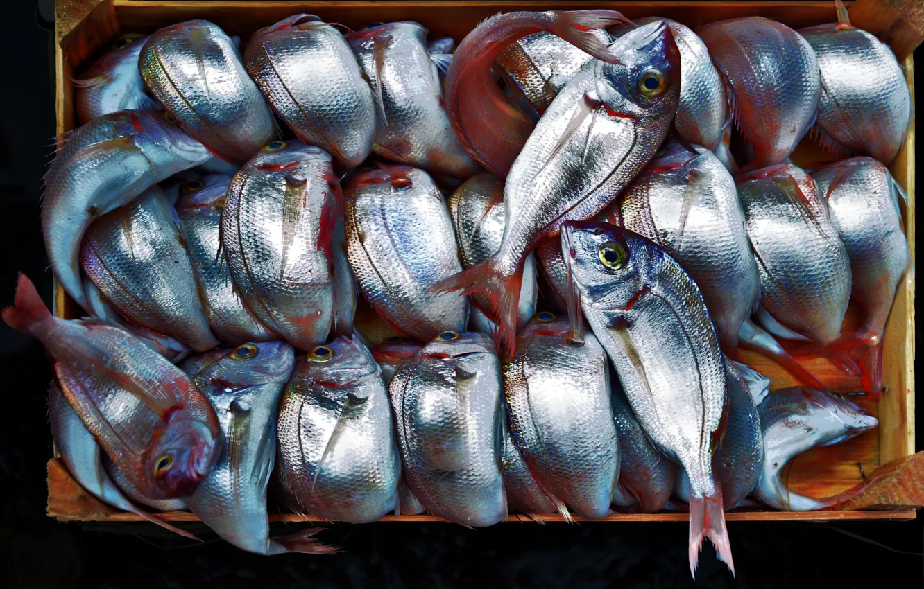 Photo wallpaper background, food, fish