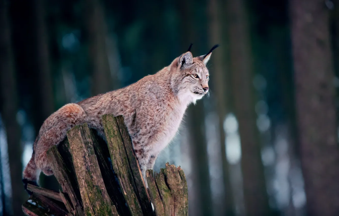Photo wallpaper pose, stump, bokeh, lynx, forest