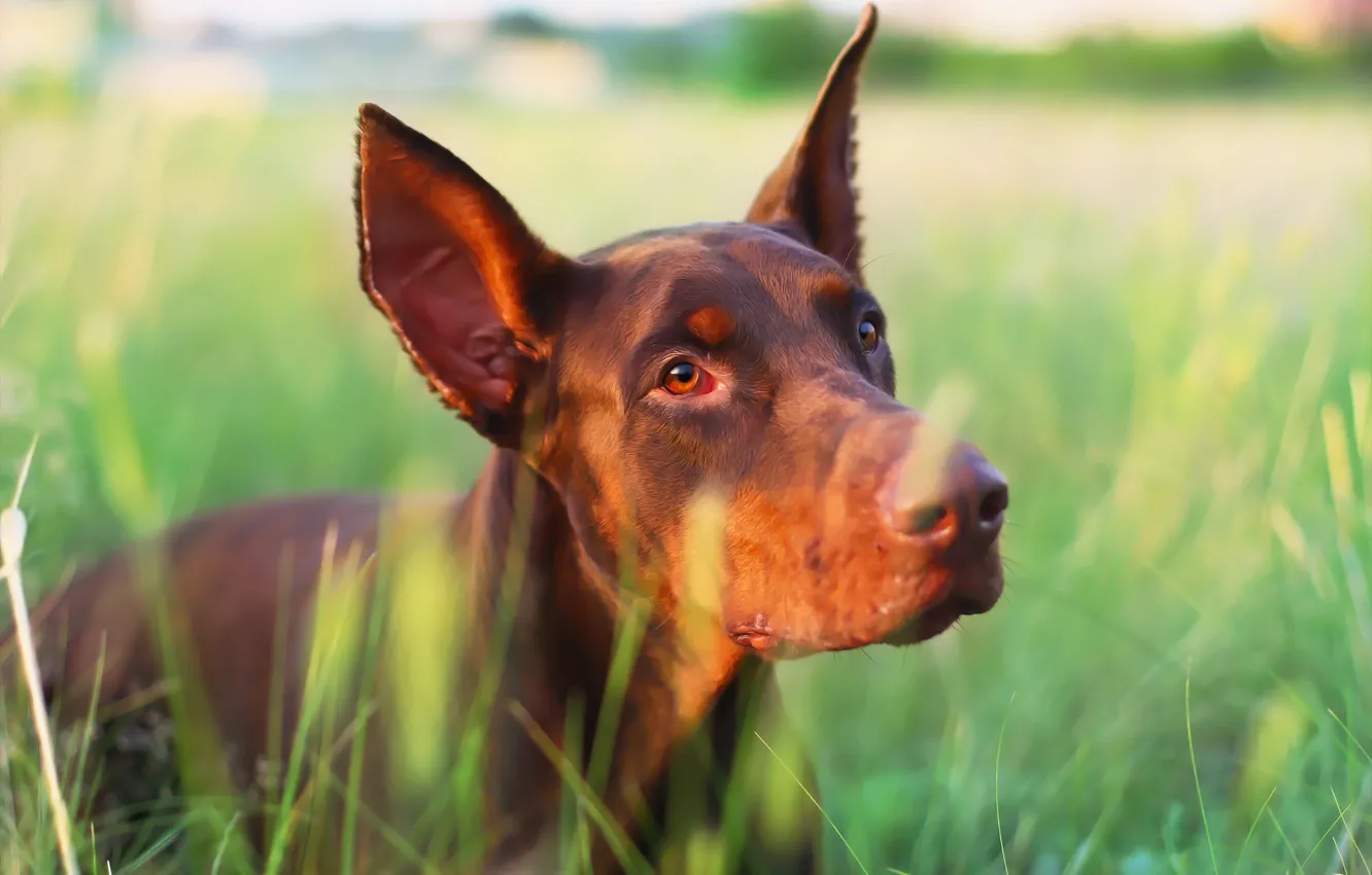 Photo wallpaper each, dog, weed, Doberman