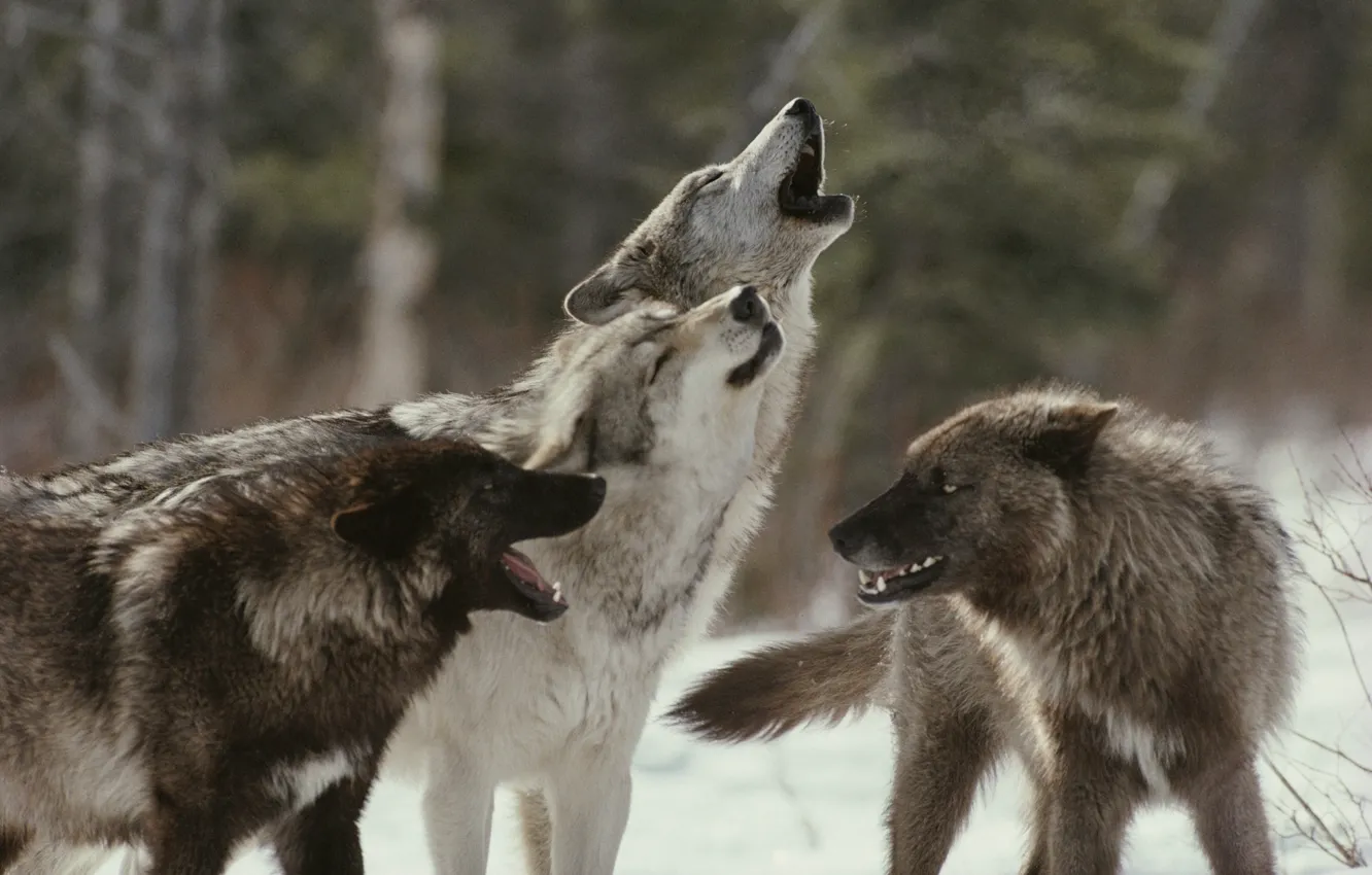 Photo wallpaper pack, wolves, howl