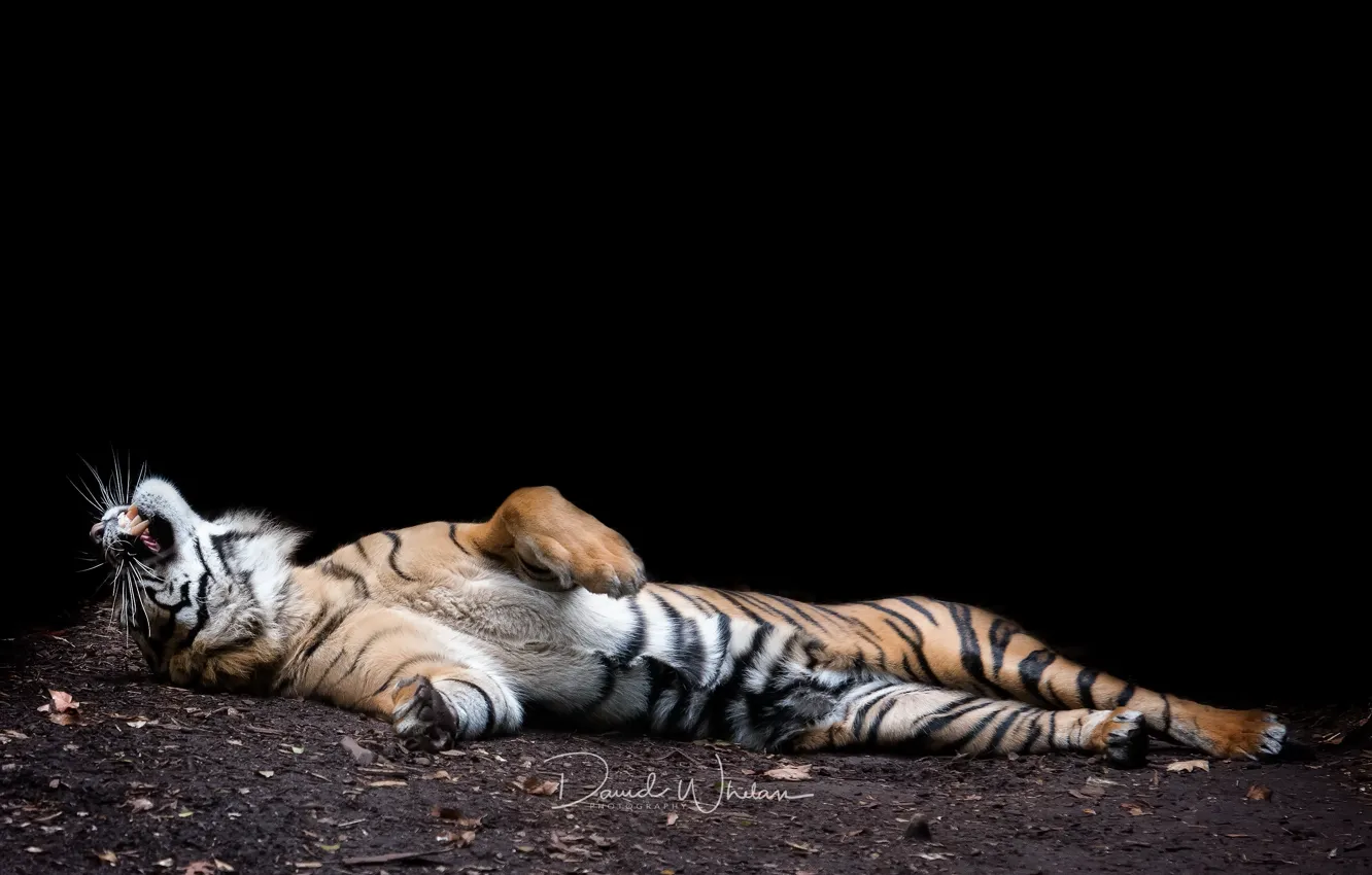 Photo wallpaper cat, tiger, beast