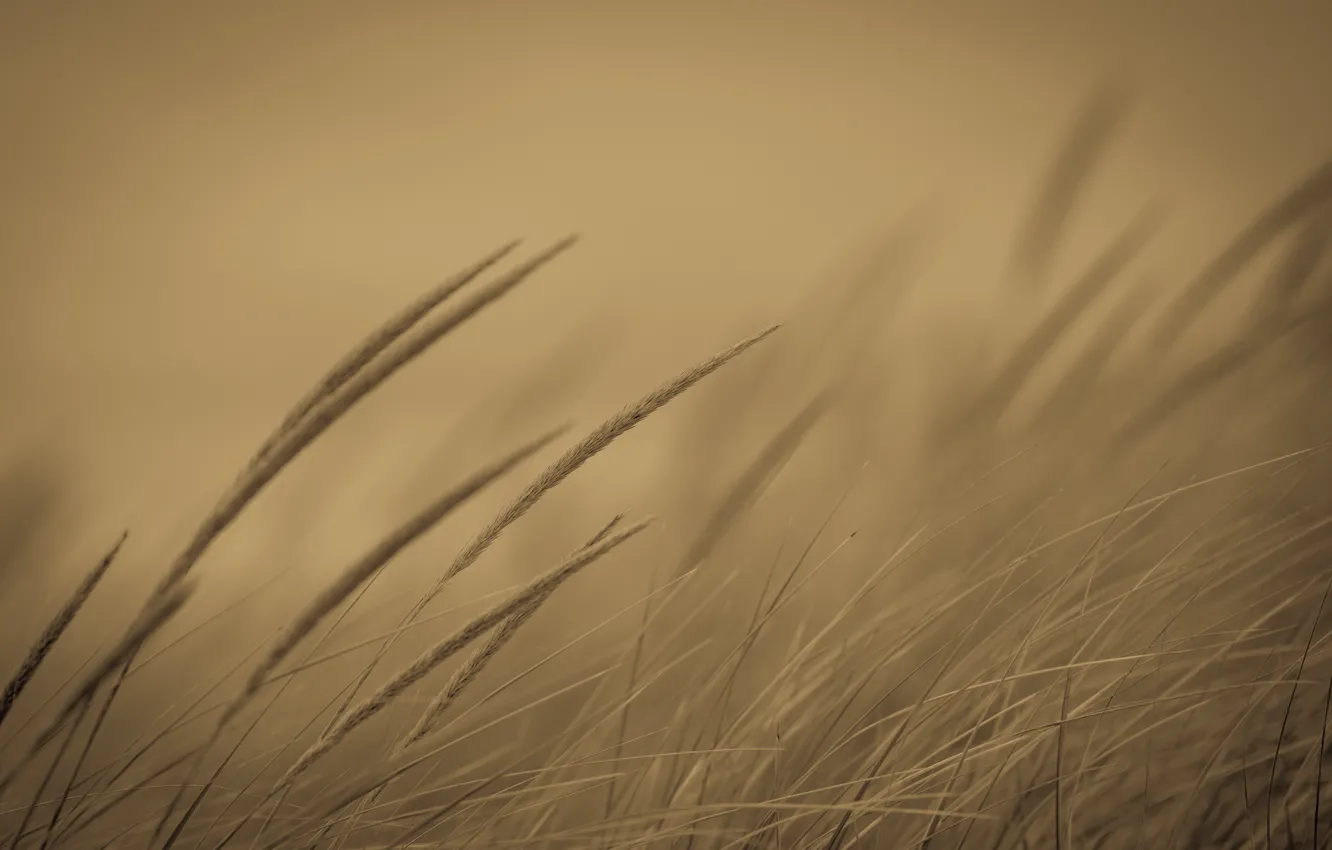 Photo wallpaper grass, nature, background