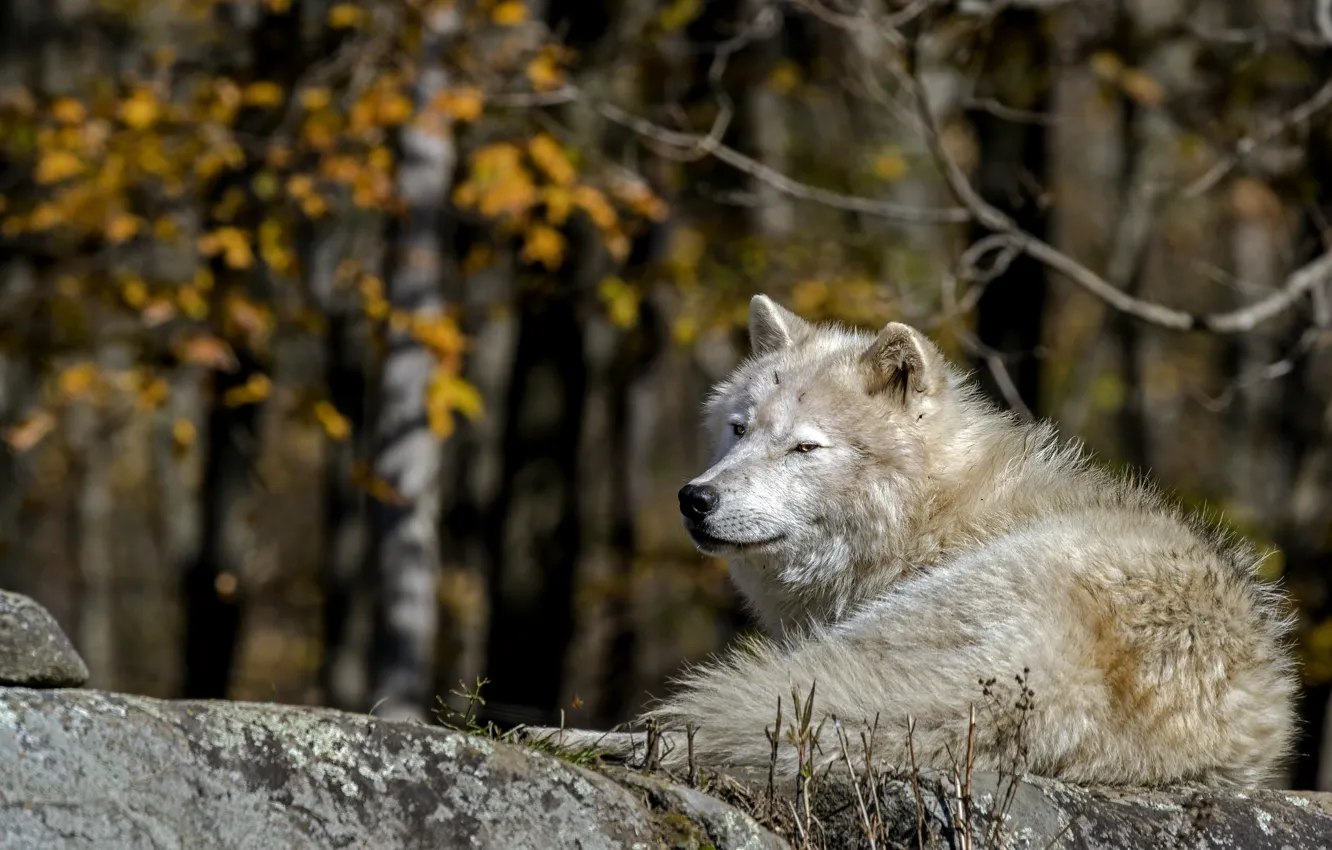 Photo wallpaper white, nature, wolf